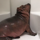 Screenshot: Facebook / Cincinnati Zoo